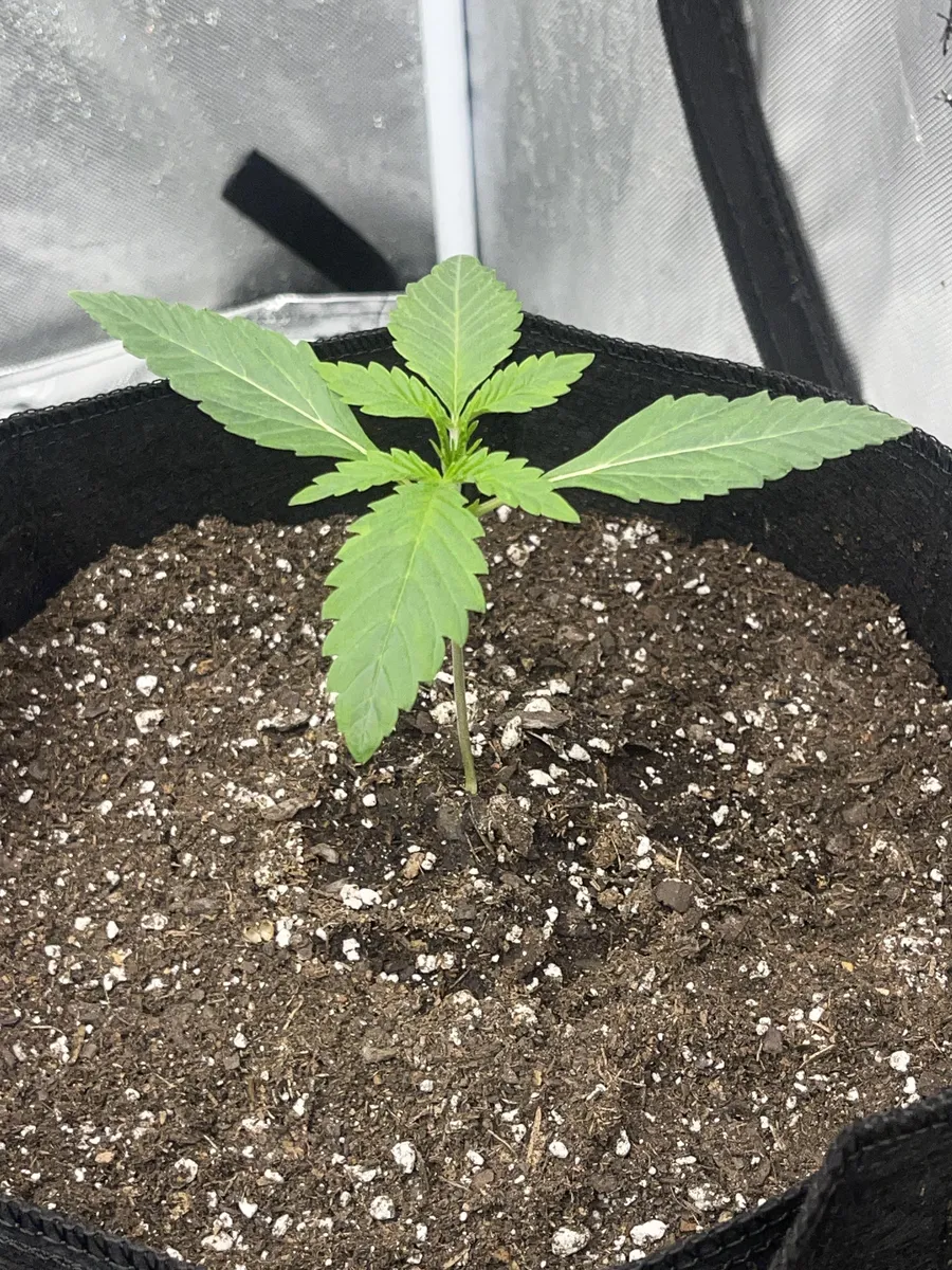Image for Rooted Purple Punch Clone (1-pack)