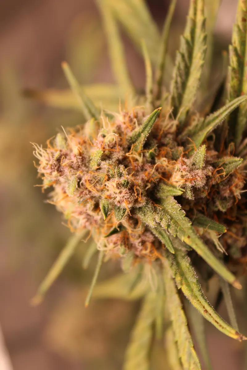 Image for Purple Punch